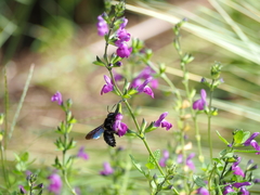 Xylocopa