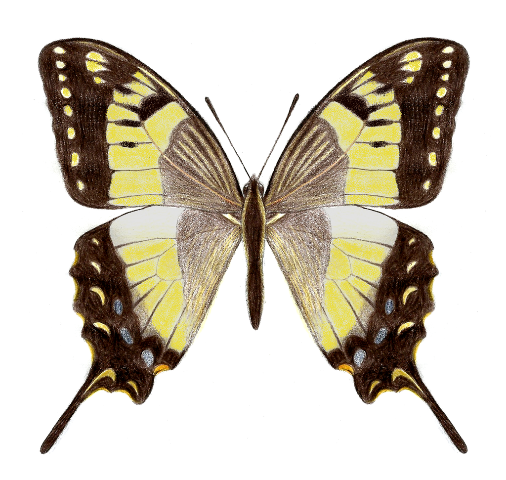 Oaxacan Swallowtail