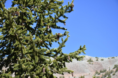 Klamath Foxtail Pine (Pinus balfouriana)