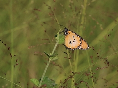 Danaus chrysippus dorippus