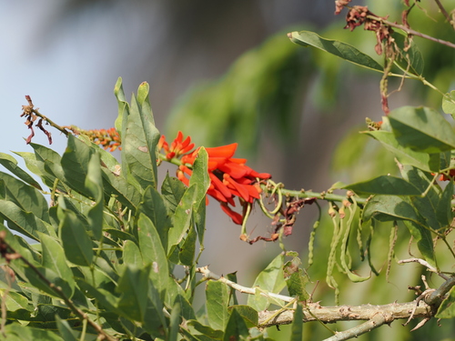 Erythrina senegalensis