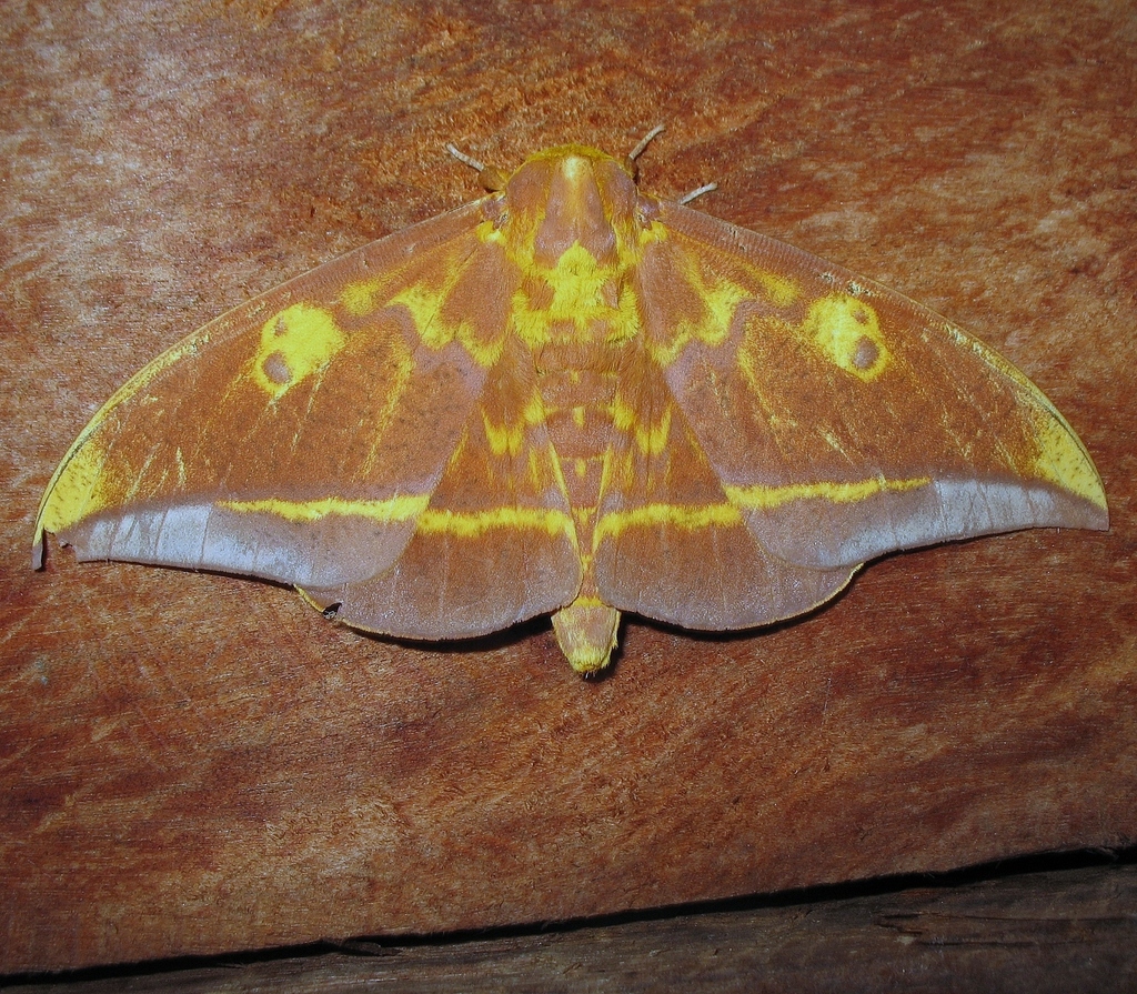 Eacles silkae