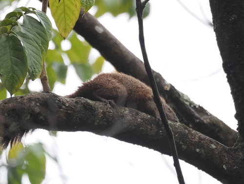 Mutable Sun Squirrel