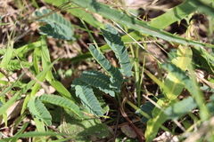 Mimosa dutrae