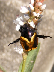 Popillia bipunctata