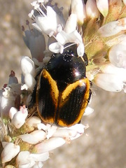 Popillia bipunctata