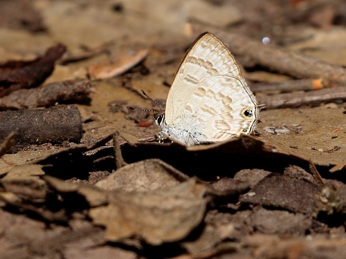 Anthene ukerewensis