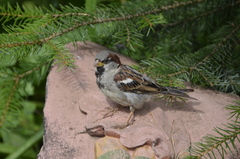 Passer domesticus