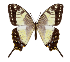 Papilio esperanza