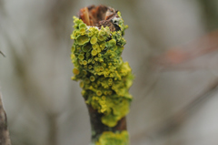 Xanthoria parietina