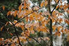 Fagus sylvatica