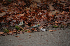 Parus major