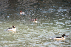Mergus merganser