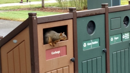 Eastern Fox Squirrel photographed in Oregon