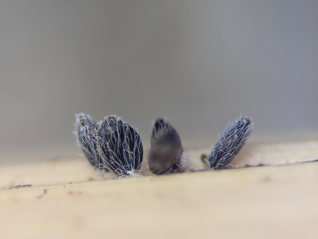 Akenomyces