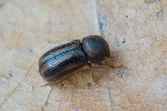 Trypodendron signatum