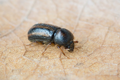 Trypodendron signatum