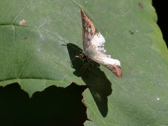 Eagris denuba