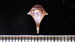 Three-spine cavoline