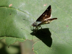 Eagris denuba