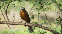 Melaenornis semipartitus