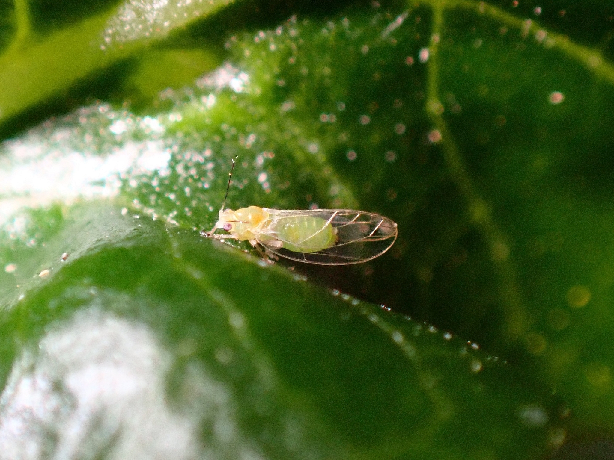 Drepanoza molinai