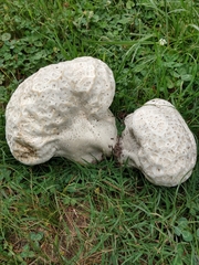 Calvatia cyathiformis