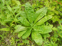 Frasera caroliniensis