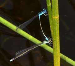 Enallagma divagans
