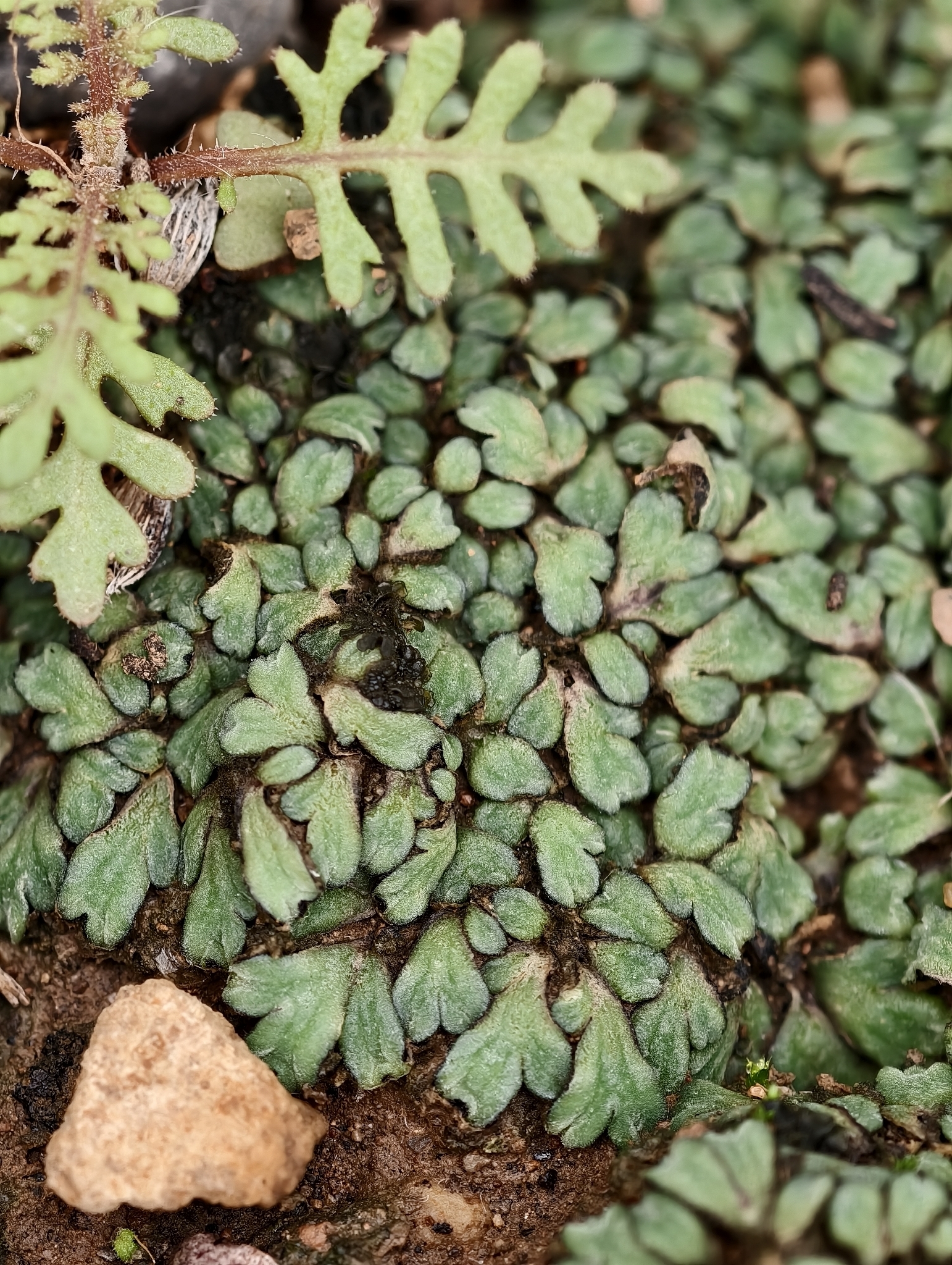 Riccia trabutiana
