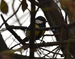Parus major newtoni