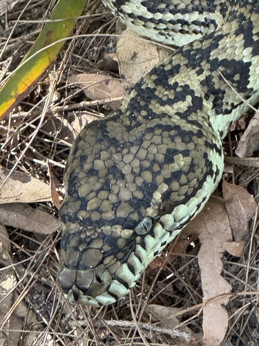 Coastal Carpet Python sighting