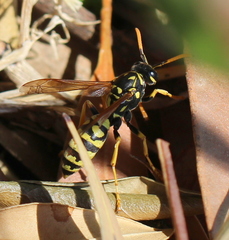 Polistes dominula