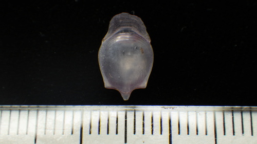 Cavolinia gibbosa observed 2018-01-13