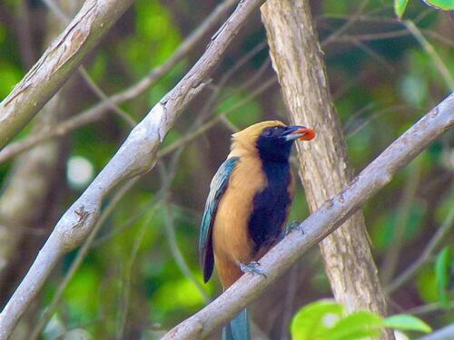 Burnished-buff Tanager