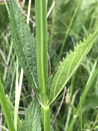 Verbena bonariensis
