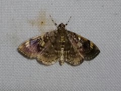 Pantographa expansalis