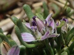 Polygala salasiana