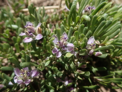 Polygala salasiana