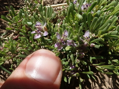 Polygala salasiana