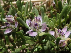 Polygala salasiana
