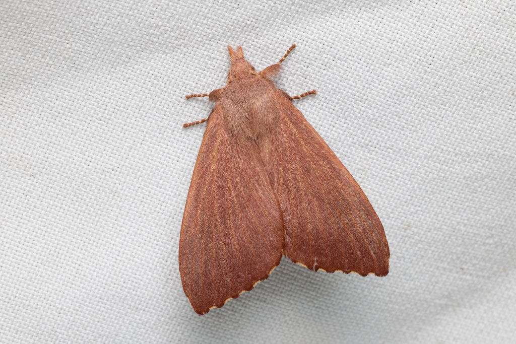 Pararguda crenulata