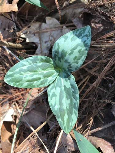 Sabine River wakerobin (Trillium gracile)