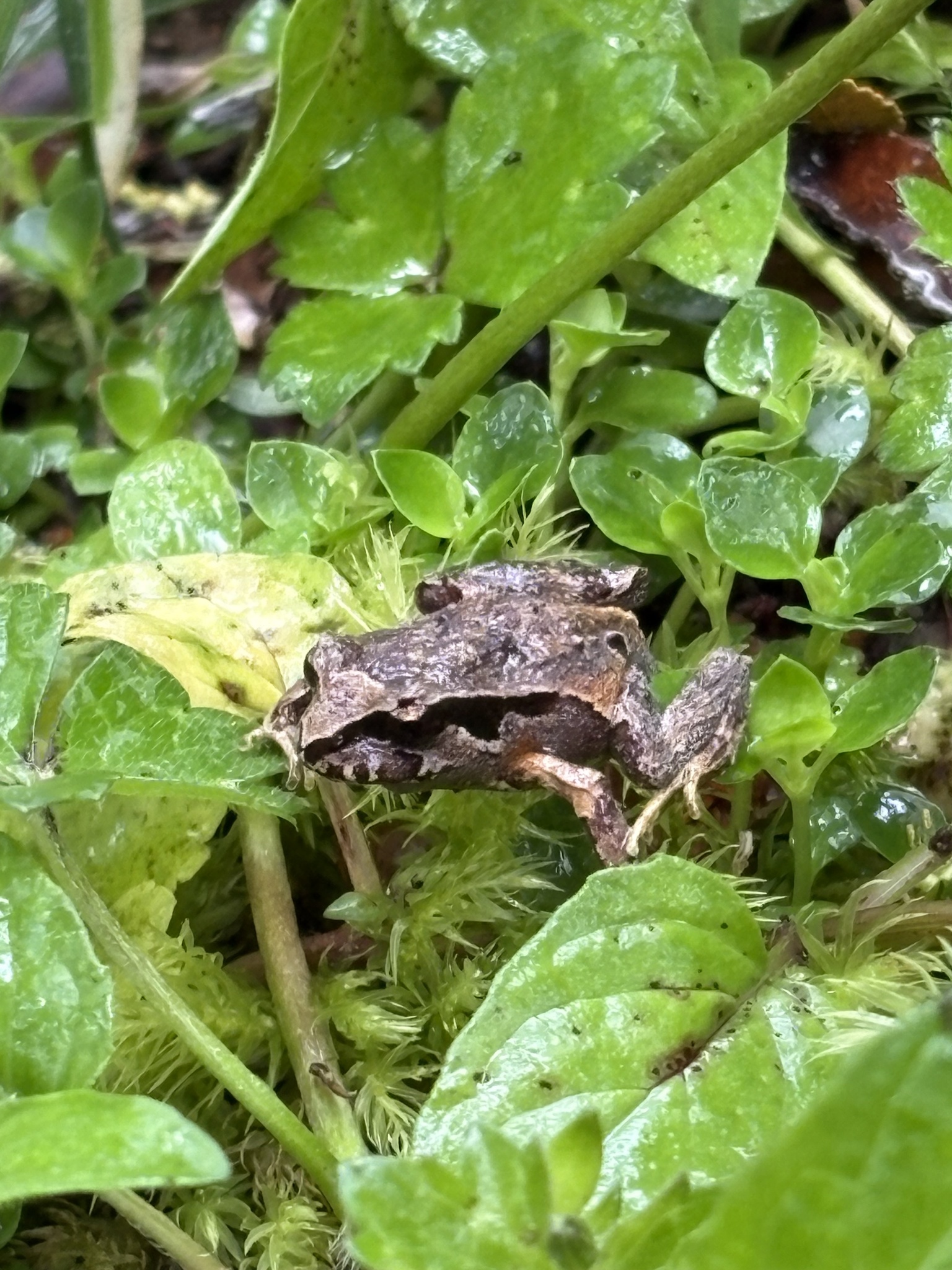 Eupsophus calcaratus (Günther, 1881)