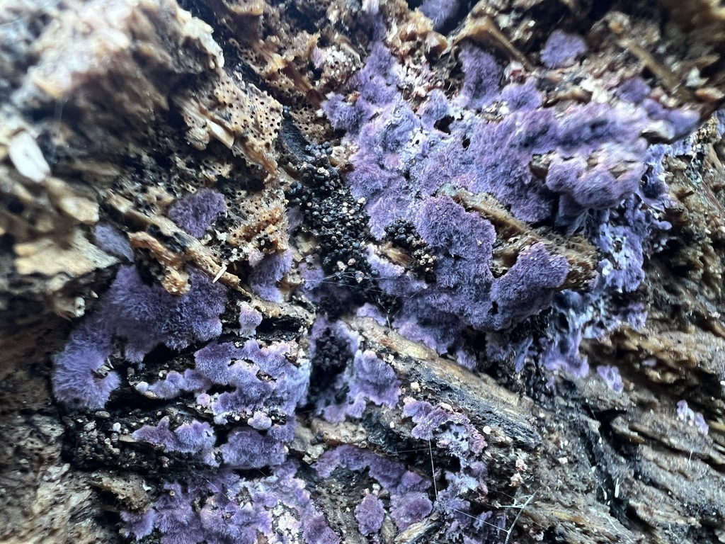 Punctularia atropurpurascens · December 2025 · photo: © hydrocycler (iNaturalist, cc-by)