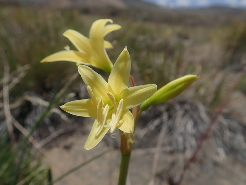 Zephyranthes montana, photograph 1