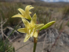 Zephyranthes montana