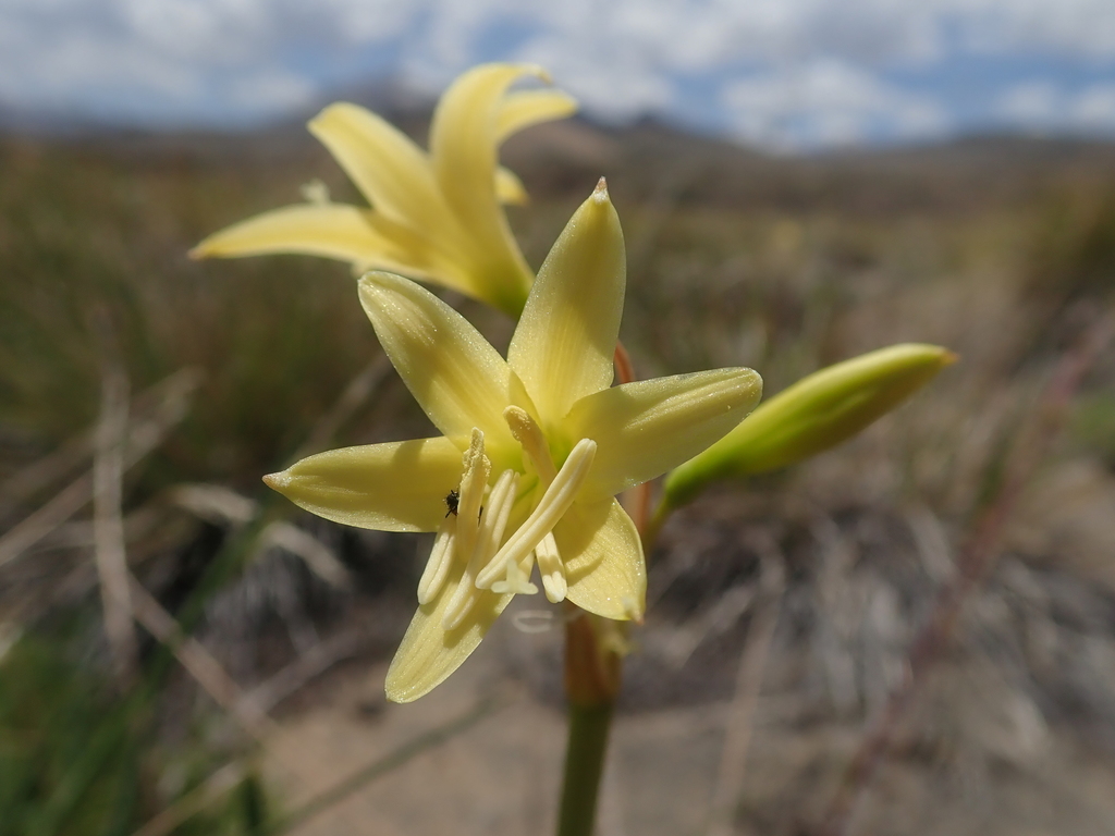 Zephyranthes montana; photograph Nolan Exe, CC BY, iNaturalist via GBIF
