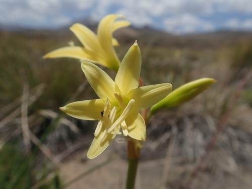 Zephyranthes montana