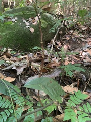 Archidendron clypearia